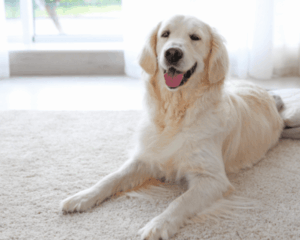Pet stains on carpet