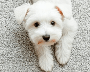 Pet stains on carpet