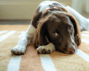 Pet stains on carpet